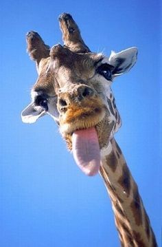 Giraffe